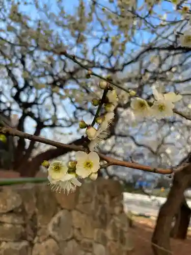 湯島天満宮の自然