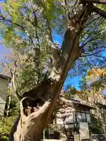 青渭神社の自然