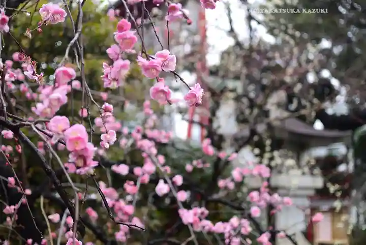 居木神社(東京都)