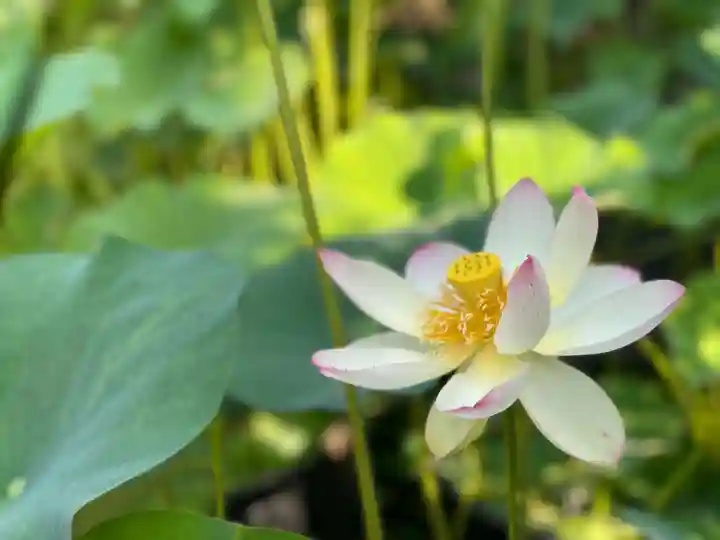 伊勢の国 四天王寺の自然