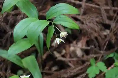 多賀神社の自然