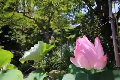 圓乗院(東京都)