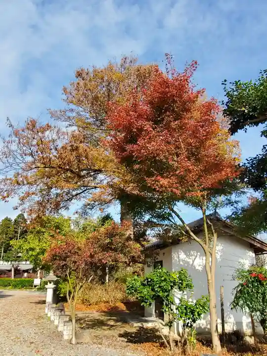 沙沙貴神社の自然