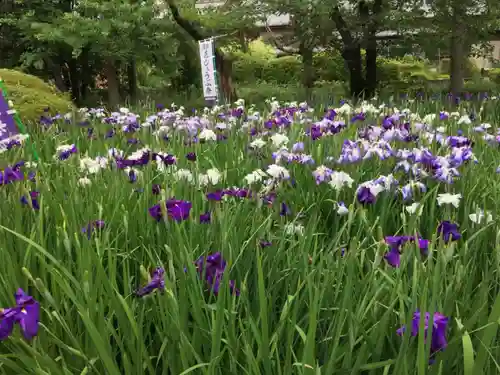 應仁寺の庭園