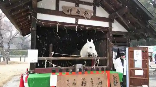 賀茂別雷神社（上賀茂神社）の動物