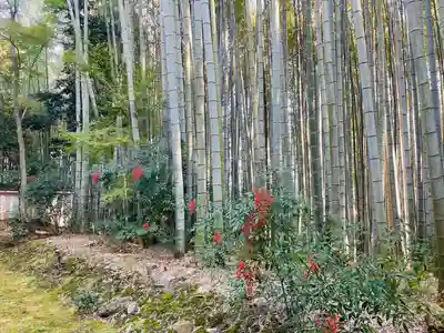 地蔵院(京都府)