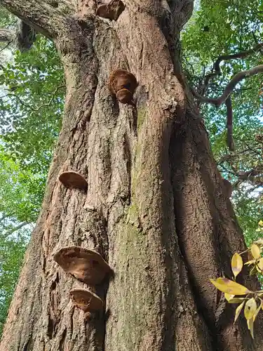 代田八幡宮(山口県)