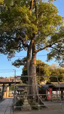 縣神社の自然