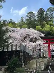 小川諏訪神社の自然