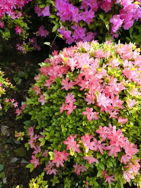 根津神社の{uncategorized: "未分類", other: "その他", undefined: "問題あり", building: "その他建物", grave: "お墓", sacred_gate: "鳥居", guardian: "狛犬", statue: "像", buddha: "仏像", history: "歴史", nature: "自然", garden: "庭園", animal: "動物", pagoda: "塔", temizu: "手水舎", mountain_gate: "山門・神門", sanctuary: "本殿・本堂", subordinate: "末社・摂社", art: "芸術", scenery: "景色", jizo: "地蔵", ema: "絵馬", goshuin: "御朱印", omikuji: "おみくじ", items: "授与品その他", amulet: "お守り", goshuincho: "御朱印帳", eats: "食事", festival: "お祭り", votive_dance: "神楽", shichigosan: "七五三参", wedding: "結婚式", experience: "体験その他", initially: "初詣", around: "周辺", anti_infection: "感染症対策"}