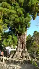 筑波山神社の自然