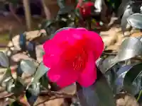 華厳寺(鈴虫寺)の自然