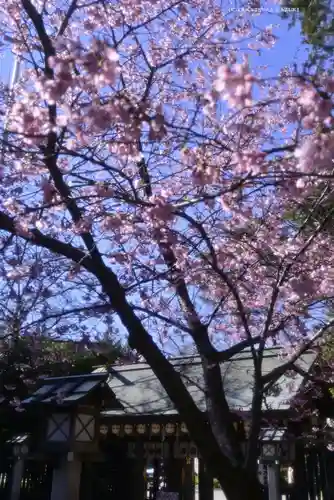 櫻木神社(千葉県)
