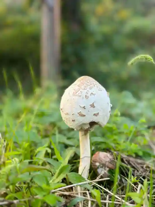 浄土寺(兵庫県)