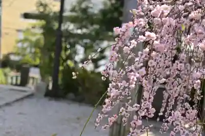 所澤神明社(埼玉県)