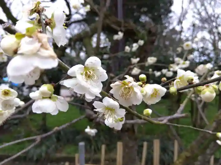 高岡市護国神社の自然