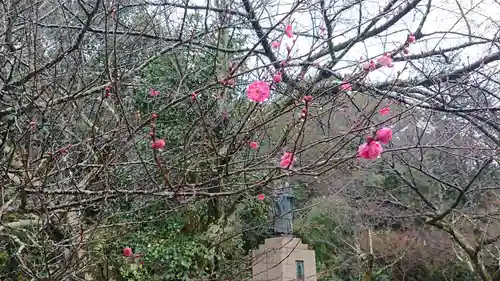 京都乃木神社の自然