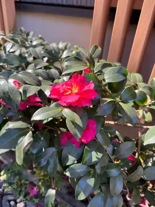 幸國寺の{uncategorized: "未分類", other: "その他", undefined: "問題あり", building: "その他建物", grave: "お墓", sacred_gate: "鳥居", guardian: "狛犬", statue: "像", buddha: "仏像", history: "歴史", nature: "自然", garden: "庭園", animal: "動物", pagoda: "塔", temizu: "手水舎", mountain_gate: "山門・神門", sanctuary: "本殿・本堂", subordinate: "末社・摂社", art: "芸術", scenery: "景色", jizo: "地蔵", ema: "絵馬", goshuin: "御朱印", omikuji: "おみくじ", items: "授与品その他", amulet: "お守り", goshuincho: "御朱印帳", eats: "食事", festival: "お祭り", votive_dance: "神楽", shichigosan: "七五三参", wedding: "結婚式", experience: "体験その他", initially: "初詣", around: "周辺", anti_infection: "感染症対策"}