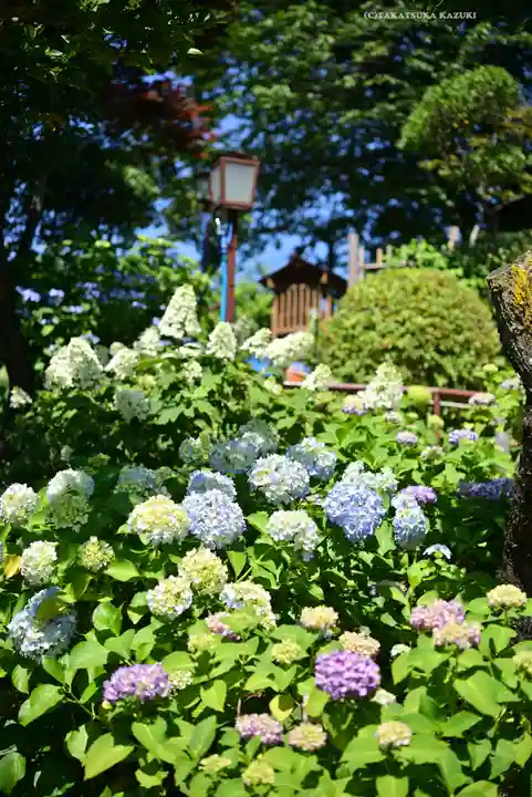白山神社(東京都)