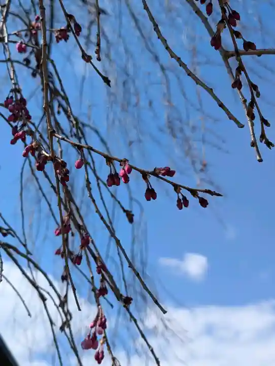 西光寺の{uncategorized: "未分類", other: "その他", undefined: "問題あり", building: "その他建物", grave: "お墓", sacred_gate: "鳥居", guardian: "狛犬", statue: "像", buddha: "仏像", history: "歴史", nature: "自然", garden: "庭園", animal: "動物", pagoda: "塔", temizu: "手水舎", mountain_gate: "山門・神門", sanctuary: "本殿・本堂", subordinate: "末社・摂社", art: "芸術", scenery: "景色", jizo: "地蔵", ema: "絵馬", goshuin: "御朱印", omikuji: "おみくじ", items: "授与品その他", amulet: "お守り", goshuincho: "御朱印帳", eats: "食事", festival: "お祭り", votive_dance: "神楽", shichigosan: "七五三参", wedding: "結婚式", experience: "体験その他", initially: "初詣", around: "周辺", anti_infection: "感染症対策"}