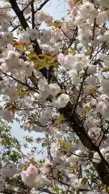 平野神社(京都府)