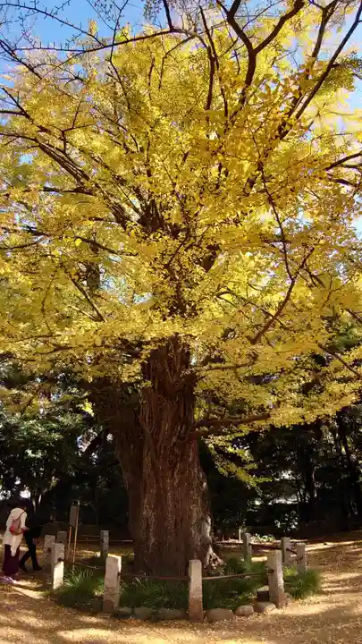 赤坂氷川神社の自然