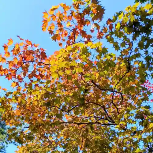 彌彦神社　(伊夜日子神社)(北海道)
