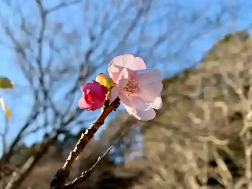 普門寺(切り絵御朱印発祥の寺)の自然