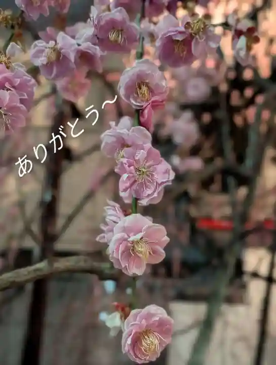 成願寺(東京都)