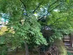 祥雲寺(東京都)