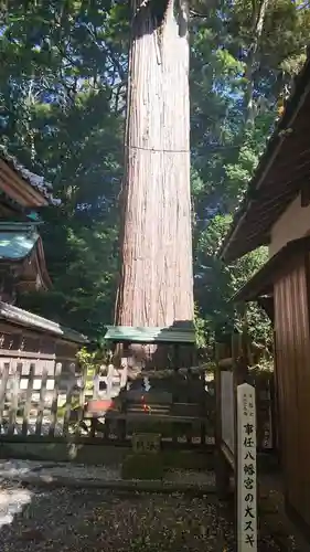 事任八幡宮の自然