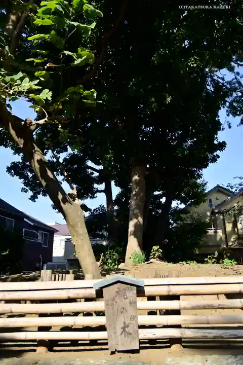 片瀬諏訪神社の自然