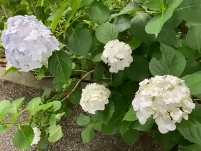賀茂別雷神社の自然