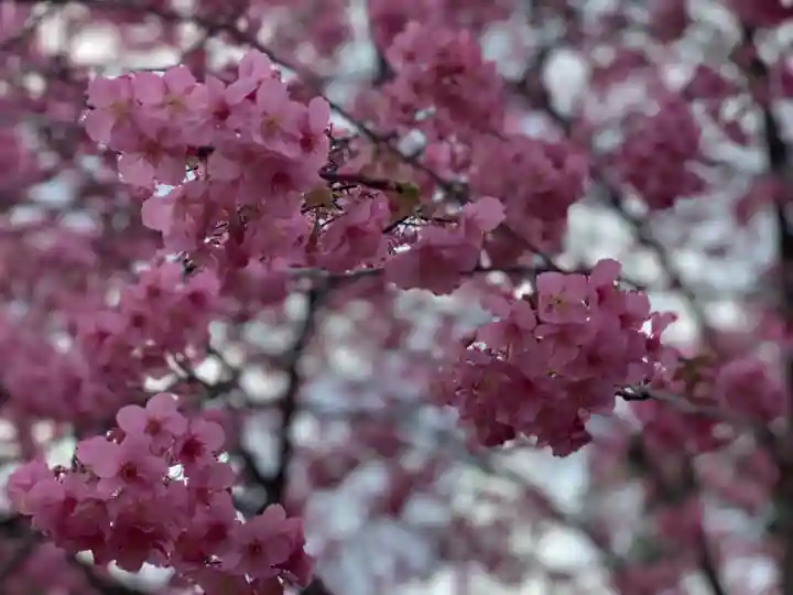 川津来宮神社の自然