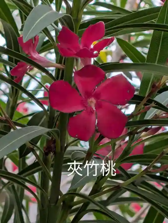 正一位三光稲荷大明神(神奈川県)