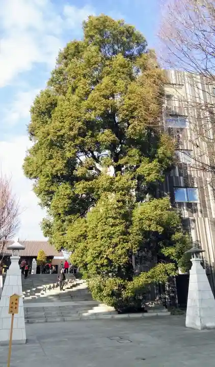 赤城神社の自然