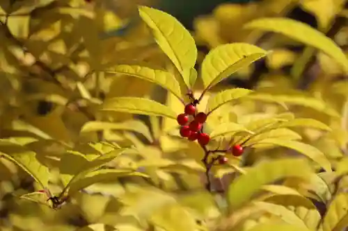 開成山大神宮の自然