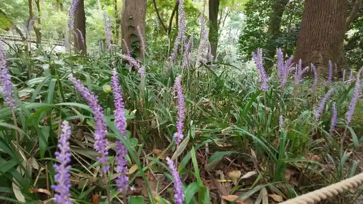 賀茂御祖神社(下鴨神社)の自然