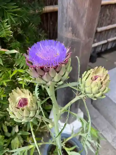 戸越八幡神社の自然