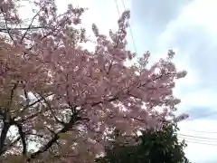 櫻木神社の自然