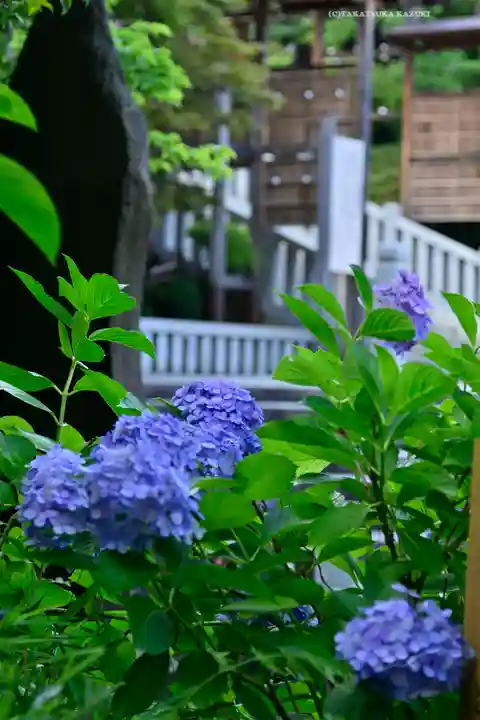 伊勢山皇大神宮(神奈川県)