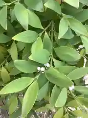 神明社（荒子神明社）の自然