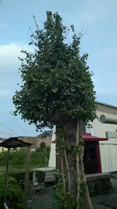 黒嶋稲荷神社の自然