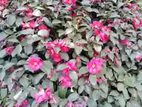 諏訪神社(群馬県)