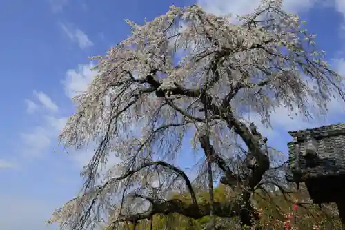 地蔵院(京都府)