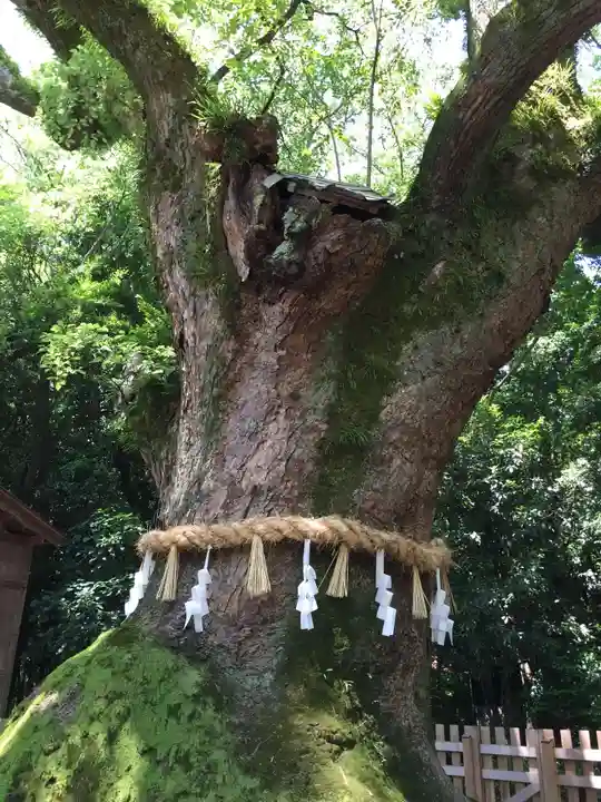 熱田神宮の自然