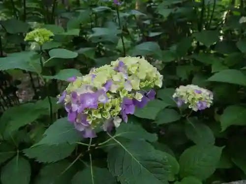 最乗寺（道了尊）の自然