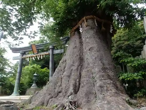 三国神社の自然