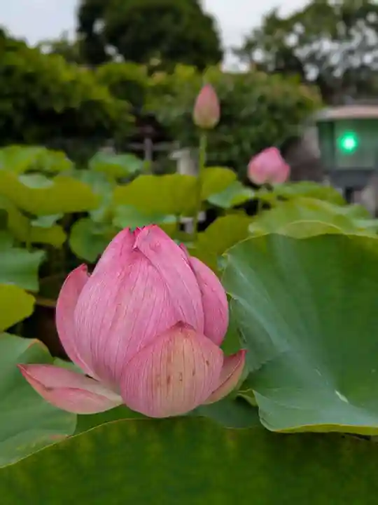 長善寺(東京都)