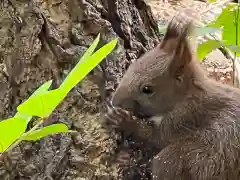 札幌諏訪神社の動物